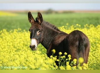 Donkey, Stallion, 22 years, 14,1 hh, Bay-Dark