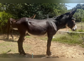 Donkey, Stallion, 5 years, 14,3 hh, Black