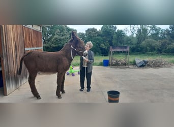 Donkey, Stallion, 1 year, 14.2 hh, Black