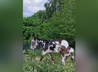 Donkey, Stallion, Foal (05/2025), 10.1 hh, Pinto Donkey, Stallion, Foal (05/2025), 10.1 hh, Pinto