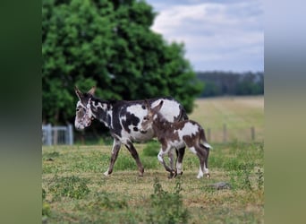 Donkey, Stallion, Foal (05/2025), 10,1 hh, Pinto
