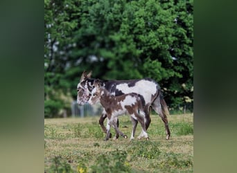 Donkey, Stallion, Foal (05/2025), 10,1 hh, Pinto
