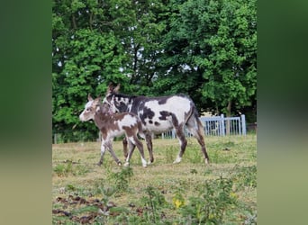Donkey, Stallion, Foal (05/2025), 10,1 hh, Pinto