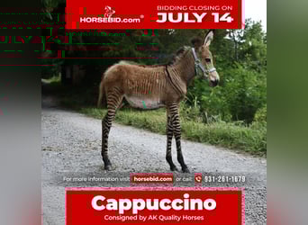 Donkey Mix, Stallion, Foal (03/2025), 8.2 hh Donkey Mix, Stallion, Foal (03/2025), 8.2 hh