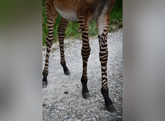 Donkey Mix, Stallion, Foal (03/2025), 8.2 hh Donkey Mix, Stallion, Foal (03/2025), 8.2 hh