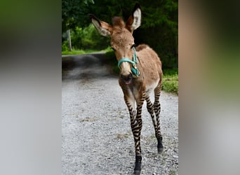 Donkey Mix, Stallion, Foal (03/2025), 8.2 hh Donkey Mix, Stallion, Foal (03/2025), 8.2 hh