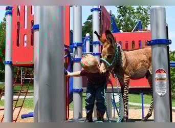 Donkey Mix, Stallion, Foal (03/2025), 8.2 hh Donkey Mix, Stallion, Foal (03/2025), 8.2 hh