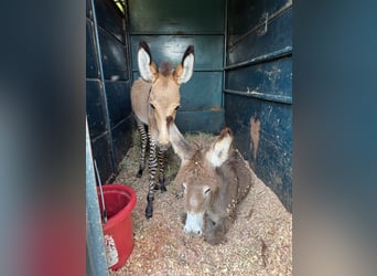 Donkey Mix, Stallion, Foal (03/2025), 8.2 hh Donkey Mix, Stallion, Foal (03/2025), 8.2 hh
