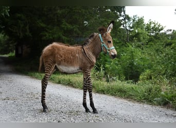 Donkey Mix, Stallion, Foal (03/2025), 8.2 hh Donkey Mix, Stallion, Foal (03/2025), 8.2 hh