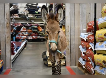 Donkey Mix, Stallion, Foal (03/2025), 8.2 hh Donkey Mix, Stallion, Foal (03/2025), 8.2 hh