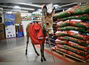 Donkey Mix, Stallion, Foal (03/2025), 8.2 hh Donkey Mix, Stallion, Foal (03/2025), 8.2 hh