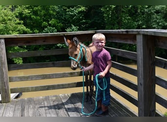 Donkey Mix, Stallion, Foal (03/2025), 8.2 hh Donkey Mix, Stallion, Foal (03/2025), 8.2 hh