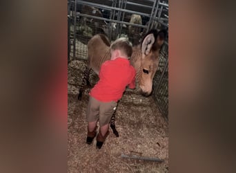 Donkey Mix, Stallion, Foal (03/2025), 8.2 hh Donkey Mix, Stallion, Foal (03/2025), 8.2 hh
