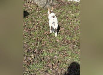 Donkey, Stallion, Foal (02/2026), Pinto