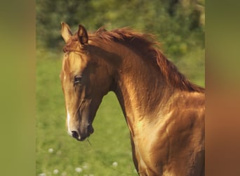 Donpferde, Hengst, Fohlen (04/2023), 161 cm, Fuchs