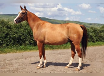 Donpferde, Stute, 4 Jahre, 148 cm, Dunkelfuchs