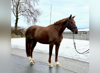 Donpferde, Wallach, 10 Jahre, 165 cm, Fuchs