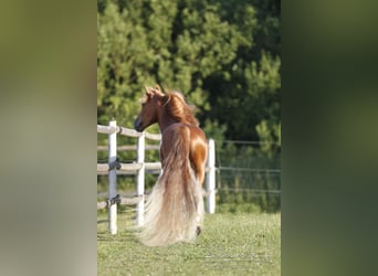 Tennessee Walking Horse, Hengst, 18 Jahre, 157 cm, Fuchs