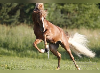 Tennessee Walking Horse, Hengst, 18 Jahre, 157 cm, Fuchs