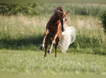 Tennessee Walking Horse, Hengst, 18 Jahre, 157 cm, Fuchs