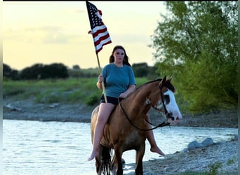 Draft Horse Mix, Castrone, 10 Anni, 142 cm, Baio roano