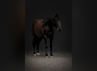 Draft Horse Mix, Castrone, 10 Anni, 145 cm, Morello