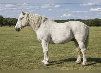 Draft Horse Mix, Castrone, 10 Anni, 152 cm, Grigio