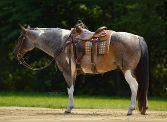 Draft Horse Mix, Castrone, 10 Anni, 155 cm, Baio roano