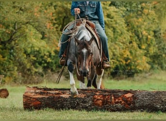 Draft Horse Mix, Castrone, 10 Anni, 155 cm, Baio roano