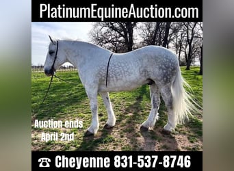 Draft Horse, Castrone, 10 Anni, 155 cm, Grigio pezzato