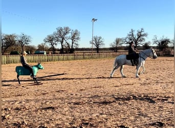 Draft Horse, Castrone, 10 Anni, 155 cm, Grigio pezzato
