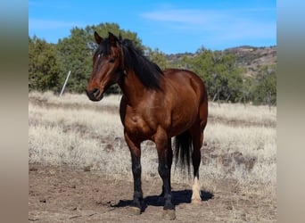 Draft Horse Mix, Castrone, 10 Anni, 157 cm, Baio ciliegia