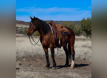 Draft Horse Mix, Castrone, 10 Anni, 157 cm, Baio ciliegia
