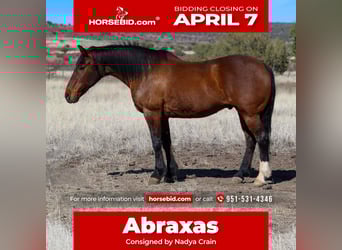Draft Horse Mix, Castrone, 10 Anni, 157 cm, Baio ciliegia