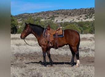 Draft Horse Mix, Castrone, 10 Anni, 157 cm, Baio ciliegia