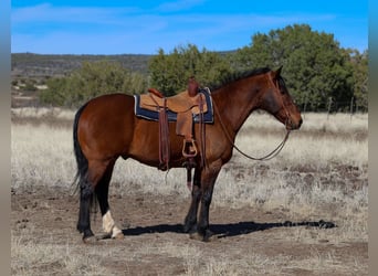 Draft Horse Mix, Castrone, 10 Anni, 157 cm, Baio ciliegia