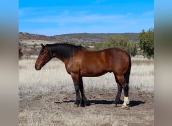 Draft Horse Mix, Castrone, 10 Anni, 157 cm, Baio ciliegia