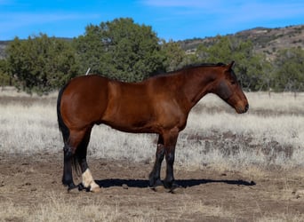 Draft Horse Mix, Castrone, 10 Anni, 157 cm, Baio ciliegia