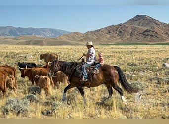 Draft Horse Mix, Castrone, 10 Anni, 157 cm, Baio ciliegia