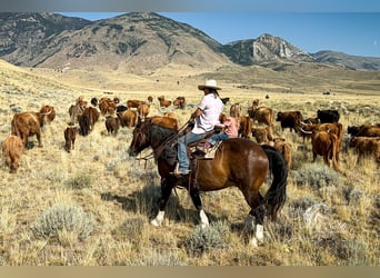 Draft Horse Mix, Castrone, 10 Anni, 157 cm, Baio ciliegia