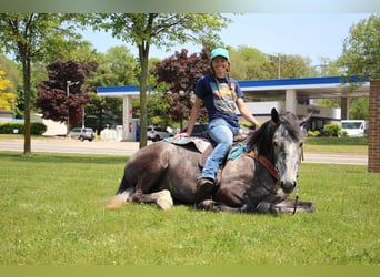 Draft Horse, Castrone, 10 Anni, 157 cm, Grigio