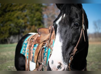 Draft Horse, Castrone, 10 Anni, 157 cm, Tobiano-tutti i colori