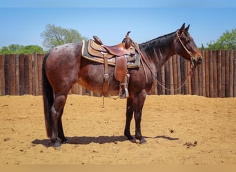 Draft Horse, Castrone, 10 Anni, 160 cm, Falbo