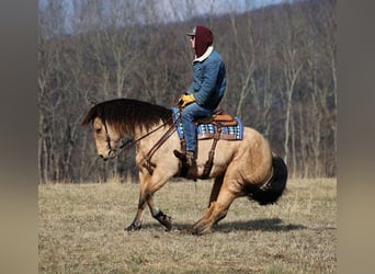 Draft Horse, Castrone, 10 Anni, 160 cm, Pelle di daino