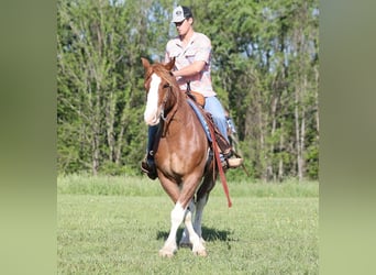 Draft Horse, Castrone, 10 Anni, 160 cm, Sauro ciliegia