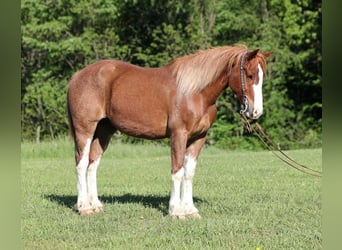 Draft Horse, Castrone, 10 Anni, 160 cm, Sauro ciliegia