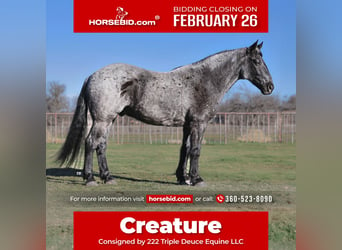 Draft Horse Mix, Castrone, 10 Anni, 163 cm, Roano blu