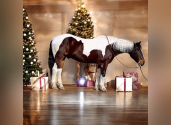 Draft Horse, Castrone, 10 Anni, 163 cm, Tobiano-tutti i colori