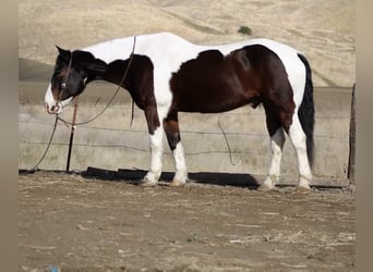Draft Horse, Castrone, 10 Anni, 163 cm, Tobiano-tutti i colori