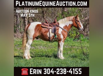 Draft Horse, Castrone, 10 Anni, 165 cm, Sauro scuro